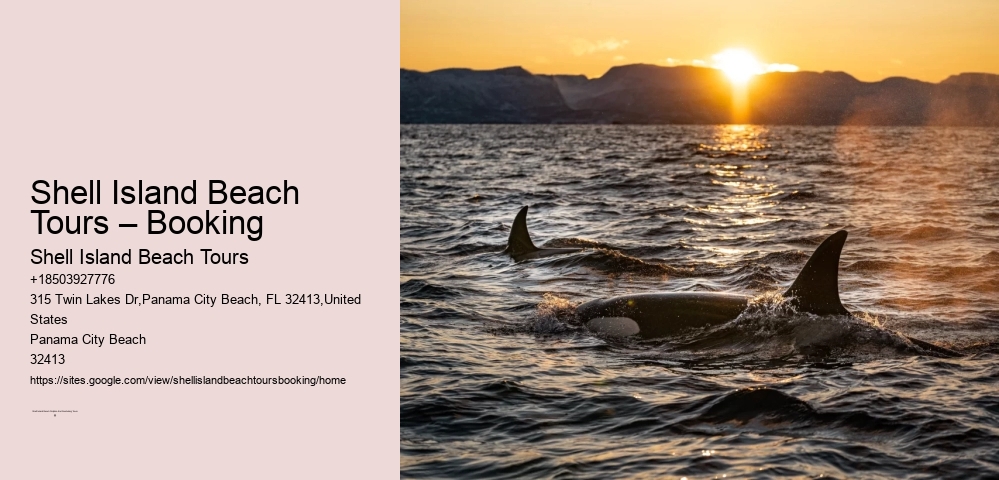 Shell Island Beach Tours – Booking Shell Island Beach Tours Shell Island Beach Tours – Booking